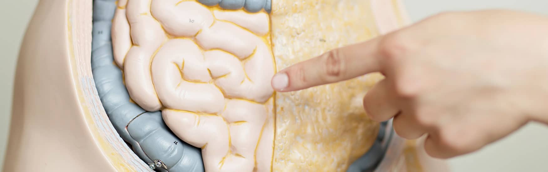 Finger zeigt auf Darm-Modell