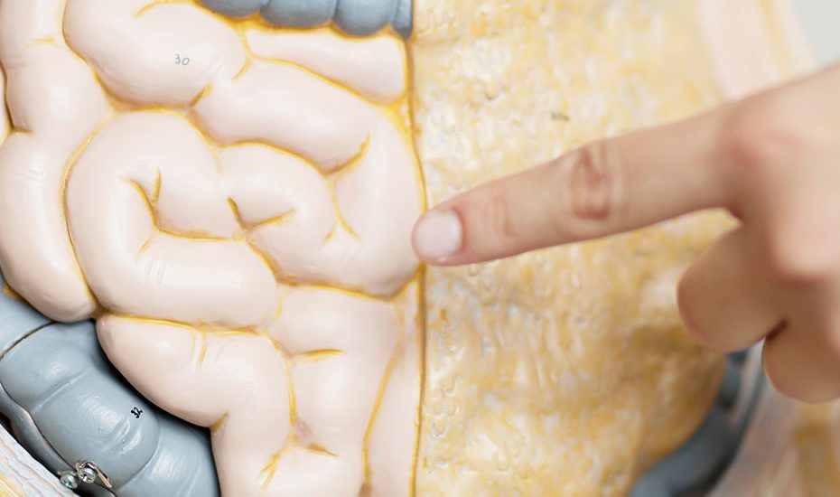 Finger zeigt auf Modell Darm
